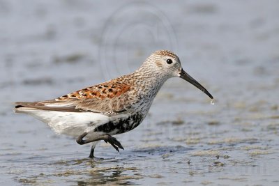 _MG_6113 Dunlin.jpg