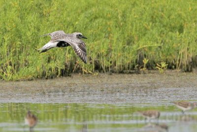_MG_5199 Black-bellied Plover.jpg
