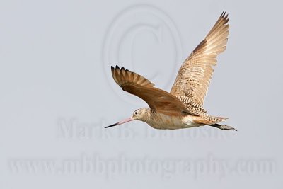 _MG_6007 Marbled Godwit.jpg