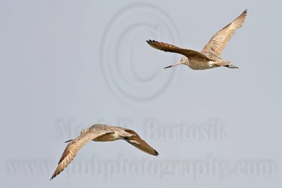 _MG_6011 Marbled Godwit.jpg
