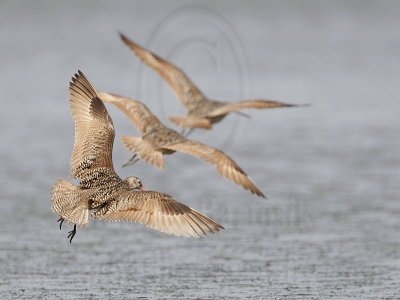 _MG_6063 Marbled Godwit.jpg