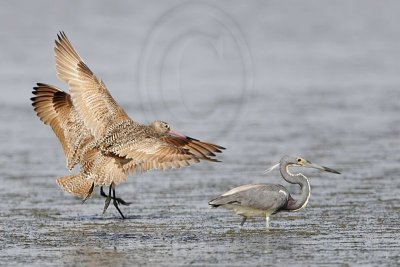 _MG_6067 Marbled Godwit.jpg
