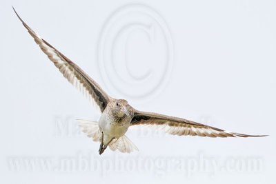 _MG_3834 Willet.jpg