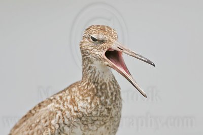 _MG_4157 Willet.jpg