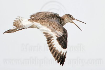 _MG_6355 Willet.jpg
