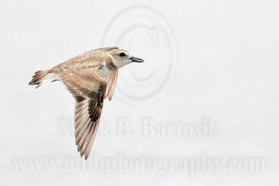 _MG_3803 Wilson's Plover.jpg