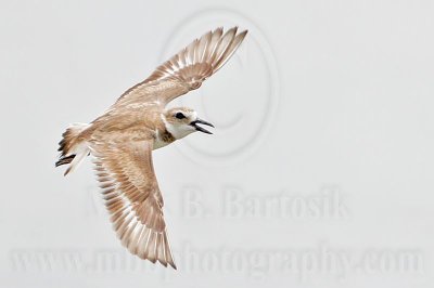 _MG_3804 Wilson's Plover.jpg