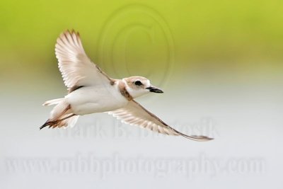 _MG_3806 Wilson's Plover.jpg