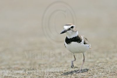 _MG_4018 Wilson's Plover.jpg