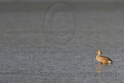 _MG_6782 Fulvous Whistling-Duck.jpg
