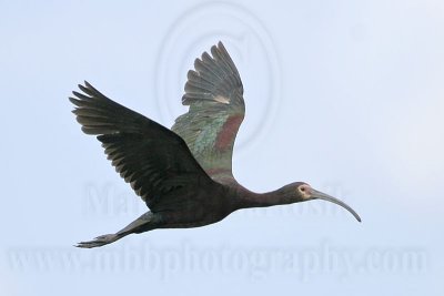 _MG_5507 White-faced Ibis.jpg