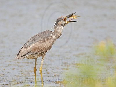_MG_5181 Yellow-crowned Night-Heron.jpg
