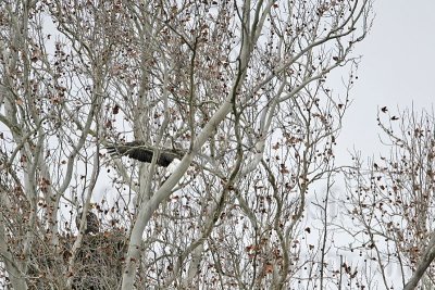 Bald Eagle Nest - February 10, 2007