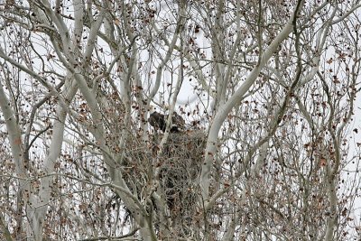 _MG_1995 Bald Eagle.jpg