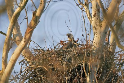 Bald Eagle Nest - February 17, 2007