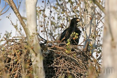 _MG_6545 Bald Eagle.jpg