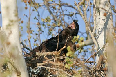 Bald Eagle Nest - March 10, 2007