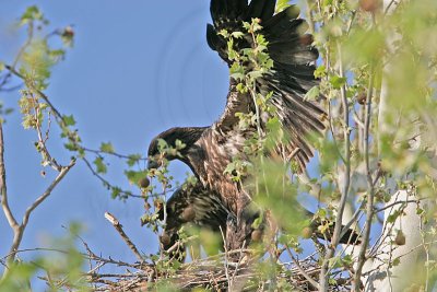 _MG_9022 Bald Eagle.jpg