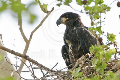 Bald Eagle Nest - March 24, 2007