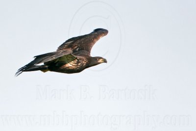 _MG_5839 Bald Eagle - Fledgling.jpg