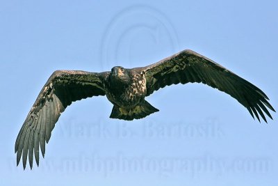_MG_5865 Bald Eagle - Fledgling.jpg