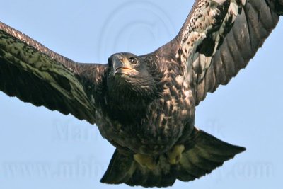 Bald Eagle - Fledgling - First Flights - April 15, 2007