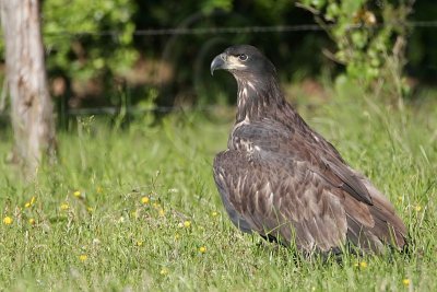 _MG_5924 Bald Eagle - Fledgling.jpg