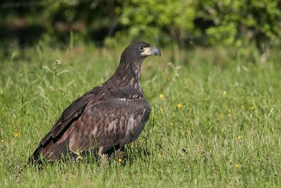 _MG_5967 Bald Eagle - Fledgling.jpg