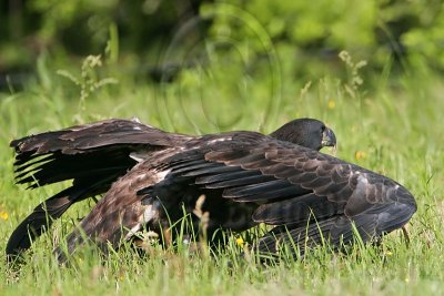 _MG_5972 Bald Eagle - Fledgling.jpg