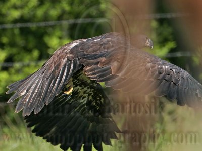 _MG_5975 Bald Eagle - Fledgling.jpg
