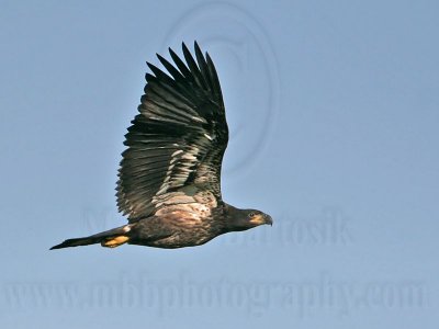 _MG_5983 Bald Eagle - Fledgling.jpg