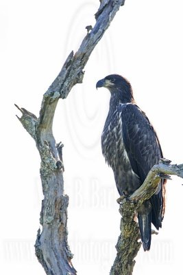 _MG_6190 Bald Eagle - Fledgling.jpg