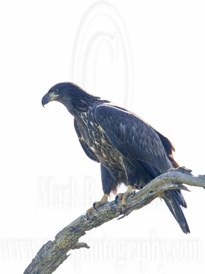 _MG_6391 Bald Eagle - Fledgling.jpg