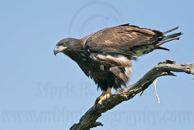 _MG_7247 Bald Eagle - Fledgling.jpg