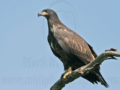 _MG_7259 Bald Eagle - Fledgling.jpg