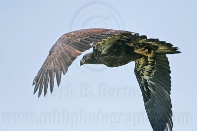 _MG_7349 Bald Eagle - Fledgling.jpg