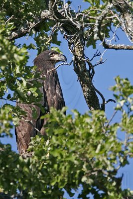 _MG_7836 Bald Eagle - Fledgling.jpg