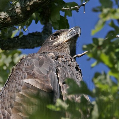 _MG_7956 Bald Eagle - Fledgling.jpg