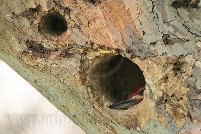 _MG_5439 Pileated Woodpecker.jpg