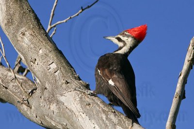 _MG_5453 Pileated Woodpecker.jpg