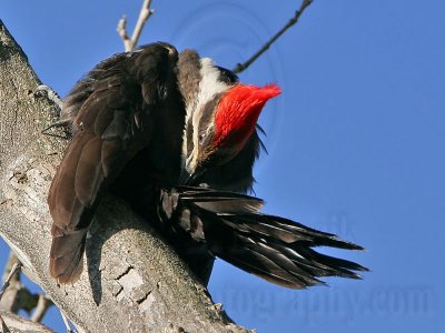 _MG_5500 Pileated Woodpecker.jpg