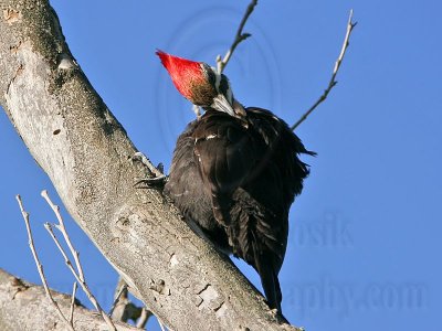 _MG_5539 Pileated Woodpecker.jpg
