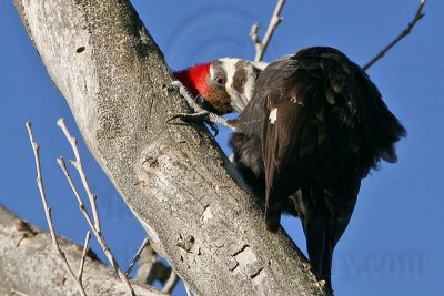 _MG_5571 Pileated Woodpecker.jpg