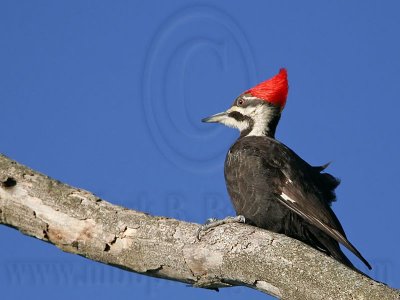 _MG_5595 Pileated Woodpecker.jpg