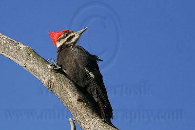_MG_5620 Pileated Woodpecker.jpg