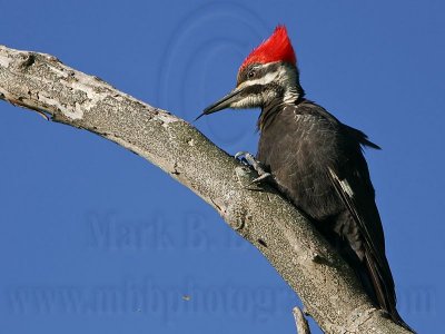 _MG_5630 Pileated Woodpecker.jpg