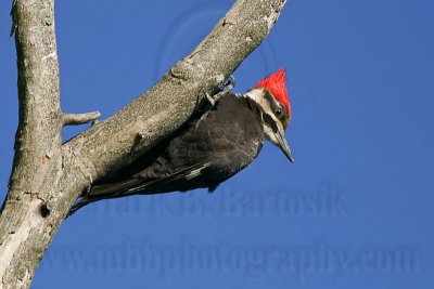 _MG_5650 Pileated Woodpecker.jpg