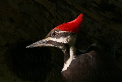 _MG_5746 Pileated Woodpecker.jpg
