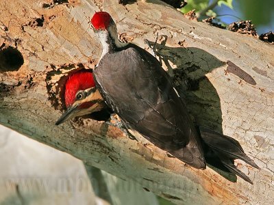 _MG_5766 Pileated Woodpecker.jpg