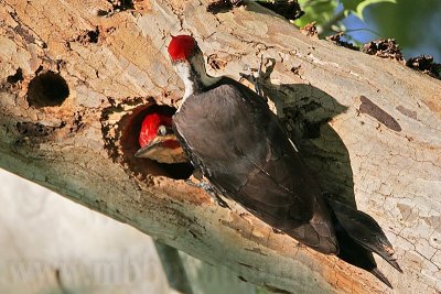 _MG_5767 Pileated Woodpecker.jpg